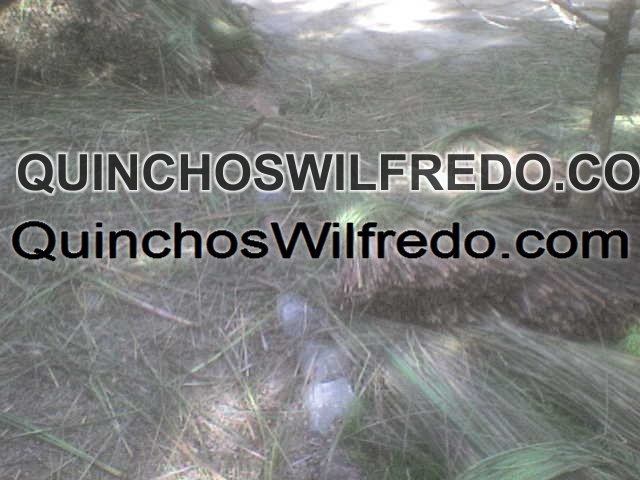 Quinchos Wilfredo