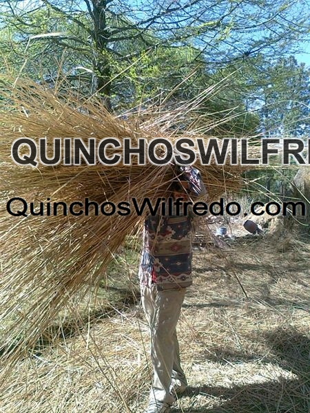 Quinchos Wilfredo