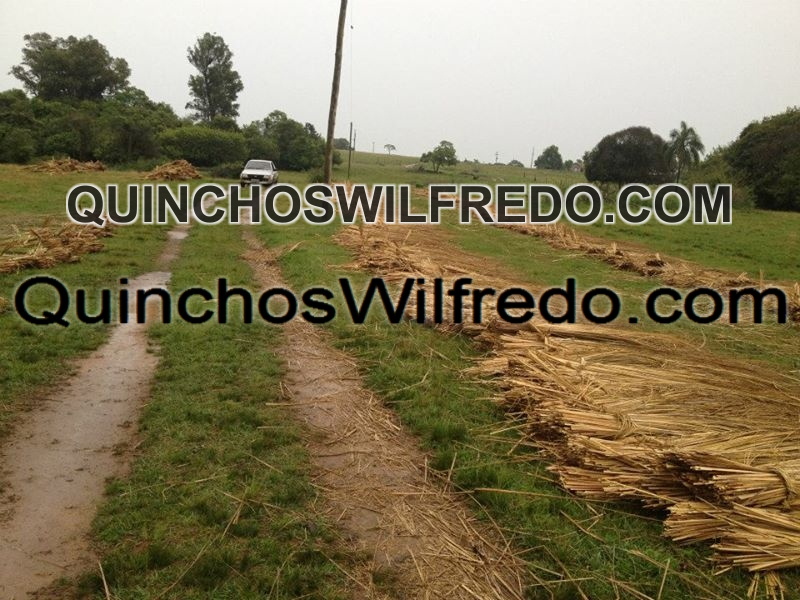 Quinchos Wilfredo