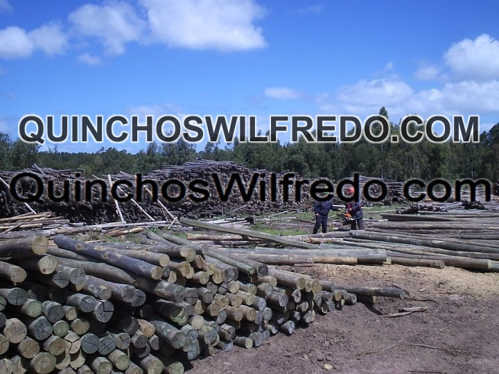 Quinchos Wilfredo