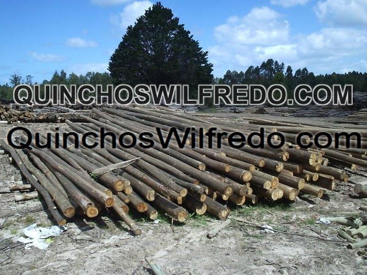 Quinchos Wilfredo