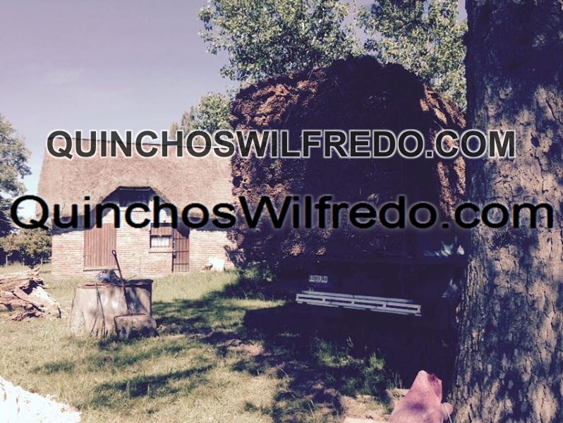Quinchos Wilfredo