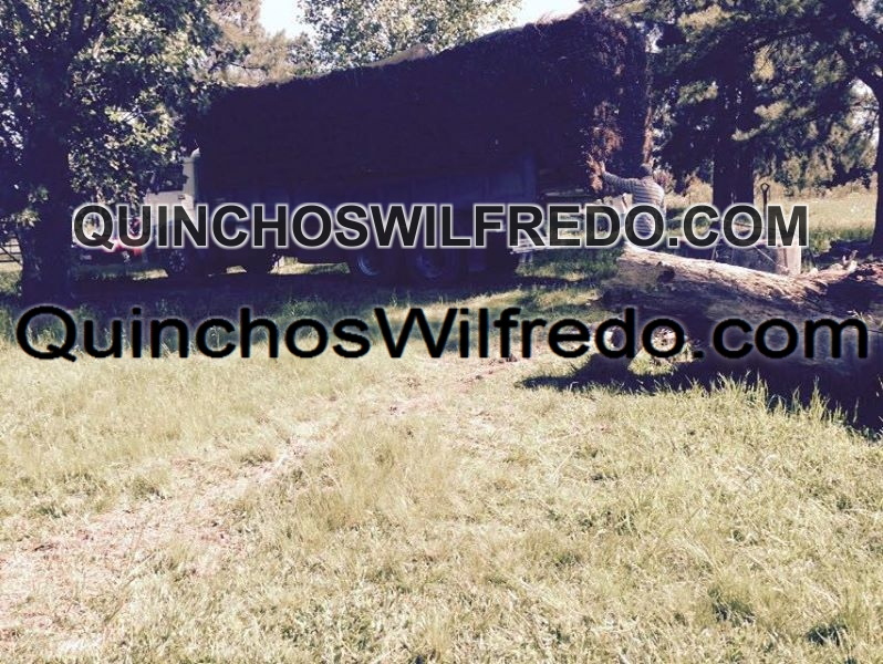 Quinchos Wilfredo