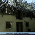 Quinchos Wilfredo