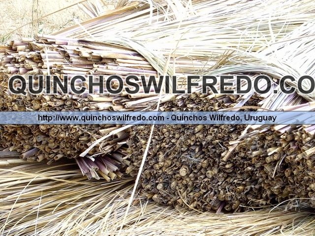 Quinchos Wilfredo