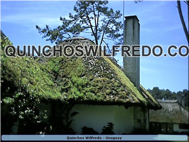 Quinchos Wilfredo