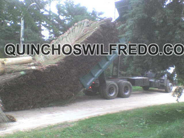 Quinchos Wilfredo
