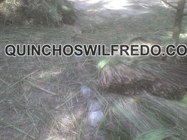 Quinchos Wilfredo