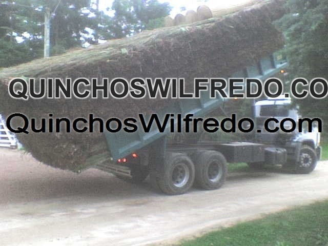 Quinchos Wilfredo