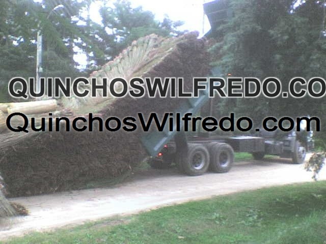 Quinchos Wilfredo