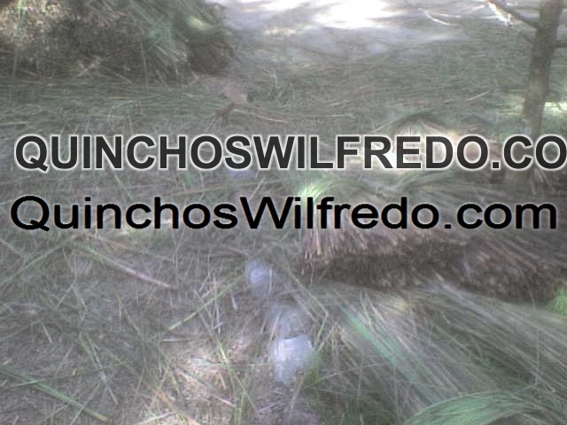 Quinchos Wilfredo