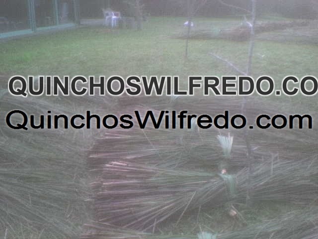 Quinchos Wilfredo