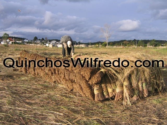Quinchos Wilfredo