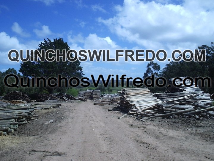 Quinchos Wilfredo