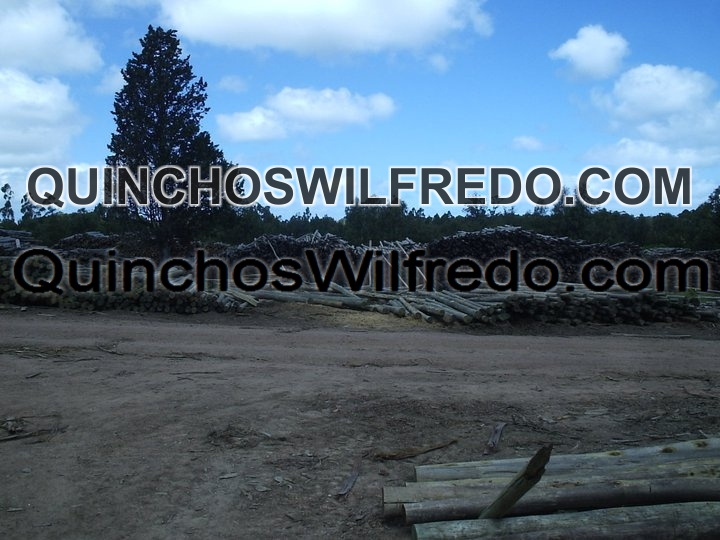 Quinchos Wilfredo