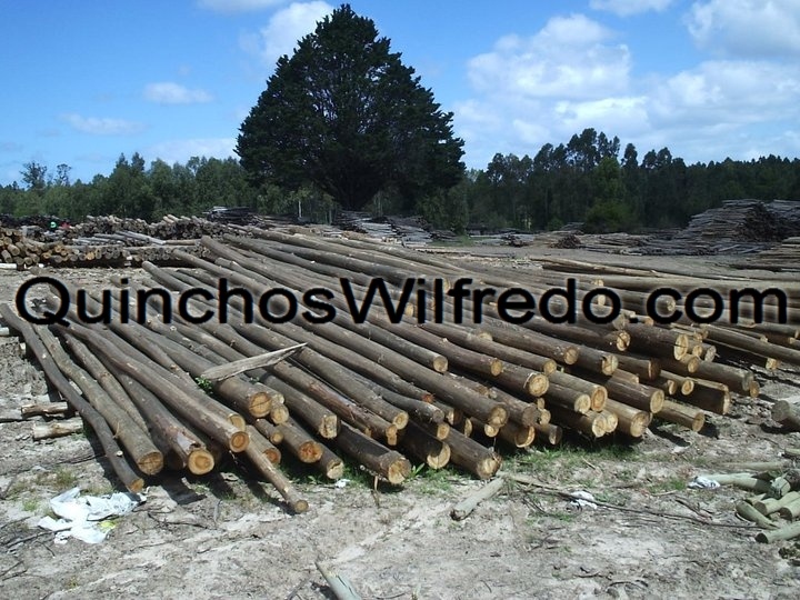 Quinchos Wilfredo