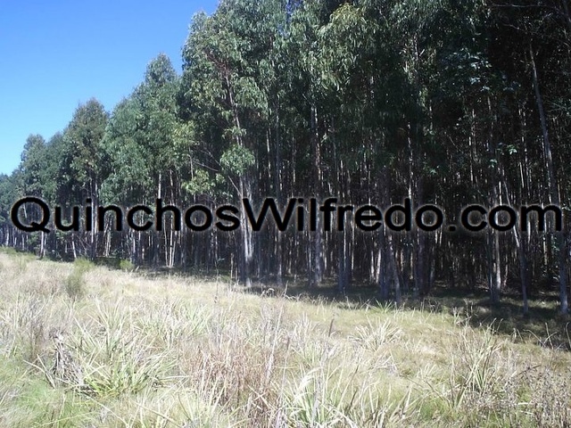 Quinchos Wilfredo