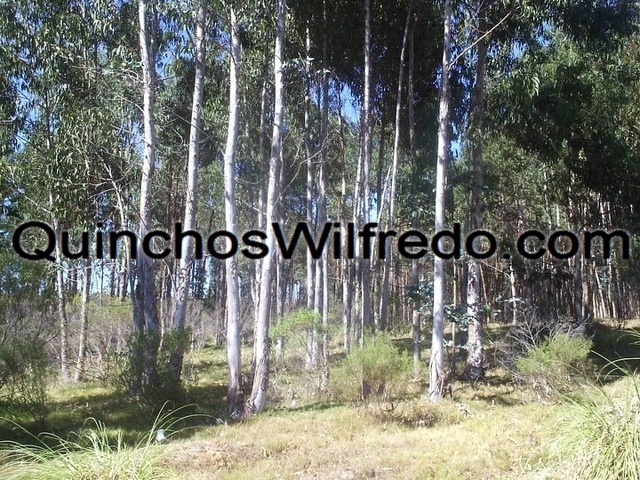 Quinchos Wilfredo