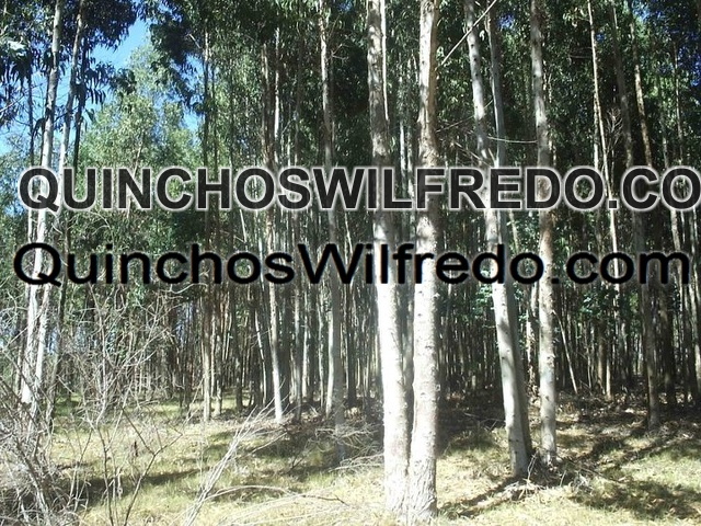 Quinchos Wilfredo