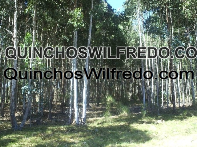 Quinchos Wilfredo