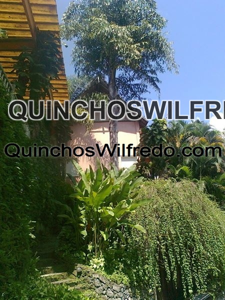 Quinchos Wilfredo
