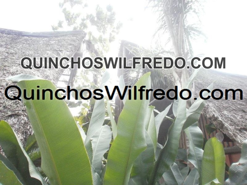 Quinchos Wilfredo