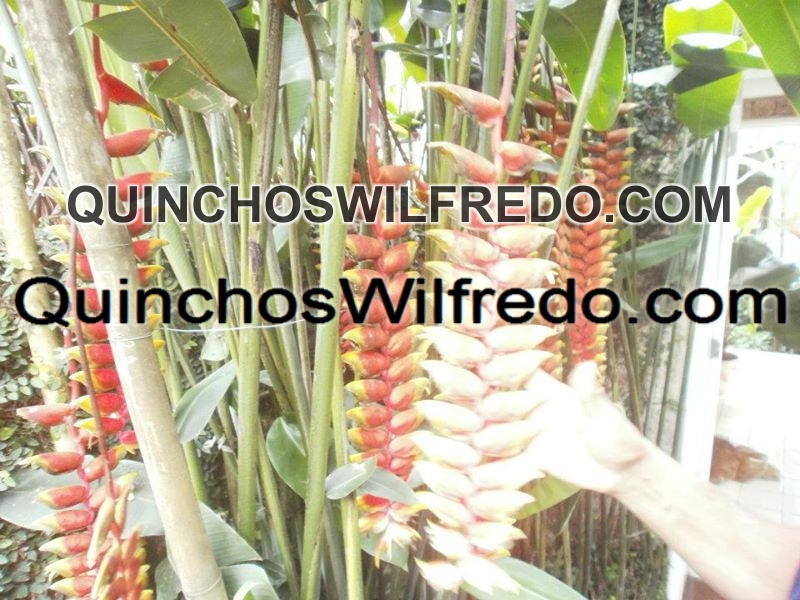 Quinchos Wilfredo