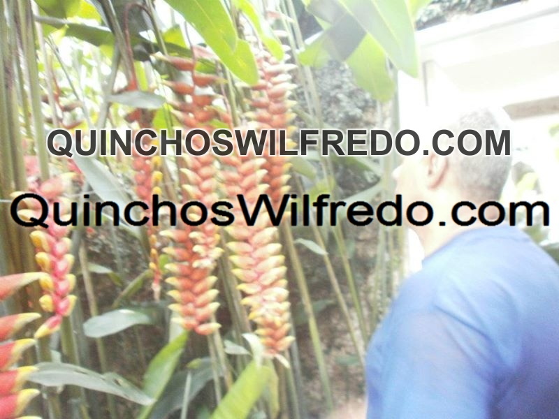 Quinchos Wilfredo