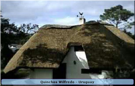 Quinchos Wilfredo