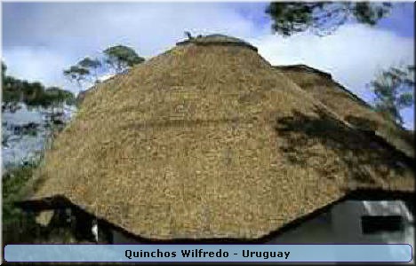 Quinchos Wilfredo