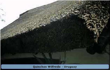 Quinchos Wilfredo