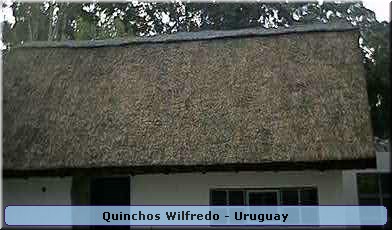 Quinchos Wilfredo