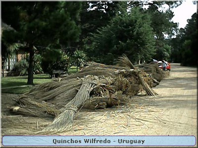 Quinchos Wilfredo