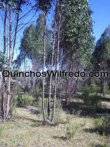 Quinchos Wilfredo