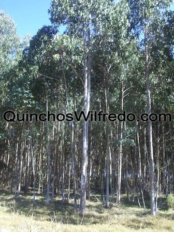 Quinchos Wilfredo