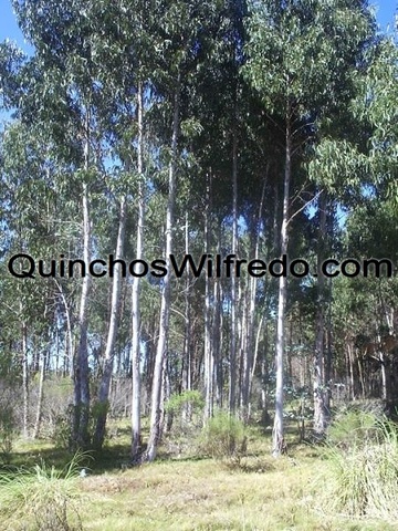 Quinchos Wilfredo