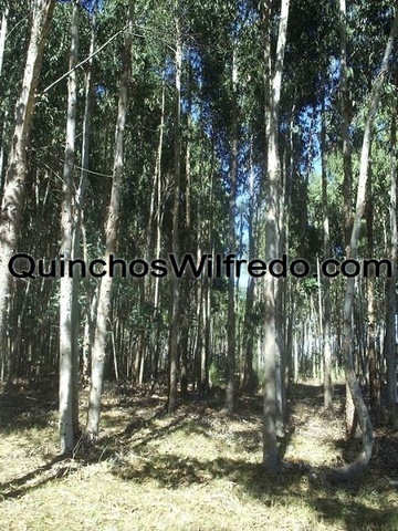 Quinchos Wilfredo