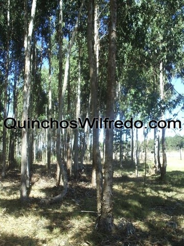 Quinchos Wilfredo