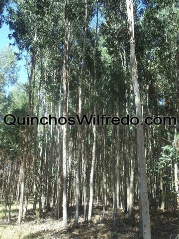 Quinchos Wilfredo